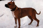 Brownie Queen Scouthound