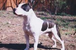 Regal Dance Scouthound